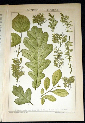 Naturselbstdruck blätter - ,